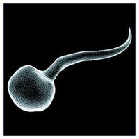 ringiovanire_spermatozoi.jpg