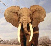 sognare-elefante.jpg